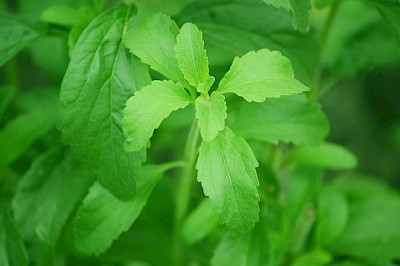 Het blad van plant Stevia rebaudiana